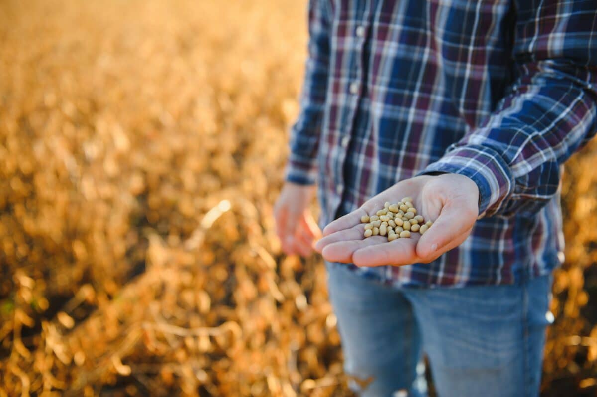 Person holding soybeans